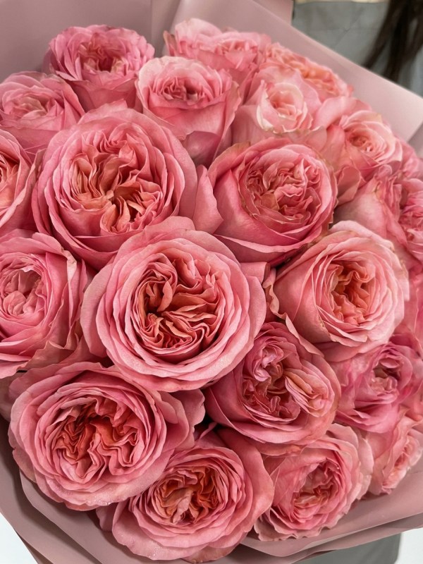 25-pionovidnyh-roz-pink-expression3