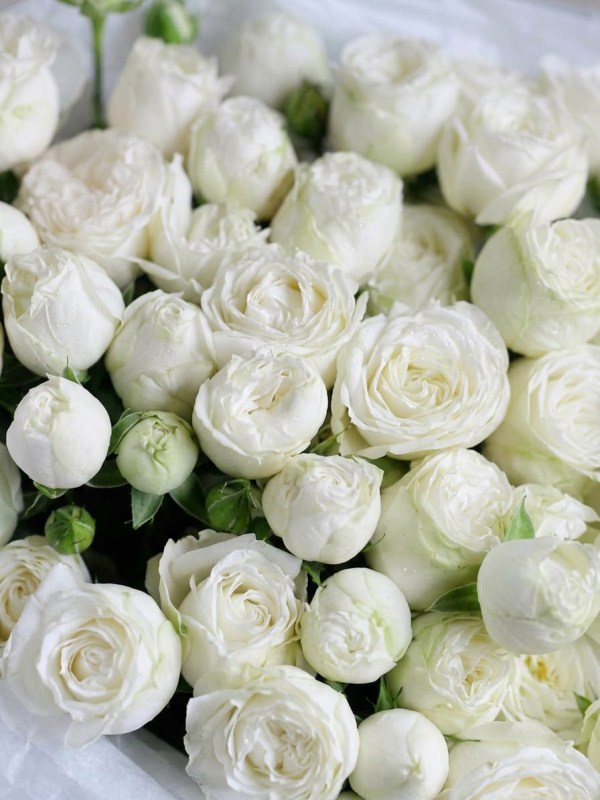 buket-11-belyh-kustovyh-roz2