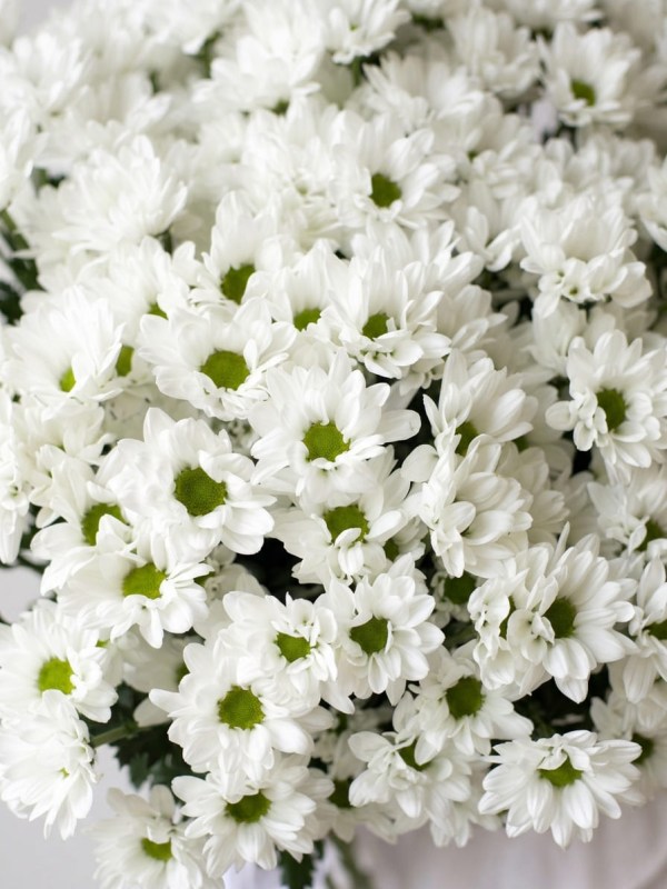buket-25-belyh-romashkovyh-hrizantem-pod-lentu3