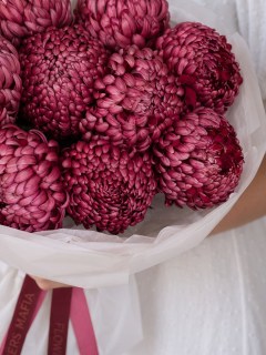 Бордовые хризантемы с закрученными лепестками, вид сбоку
