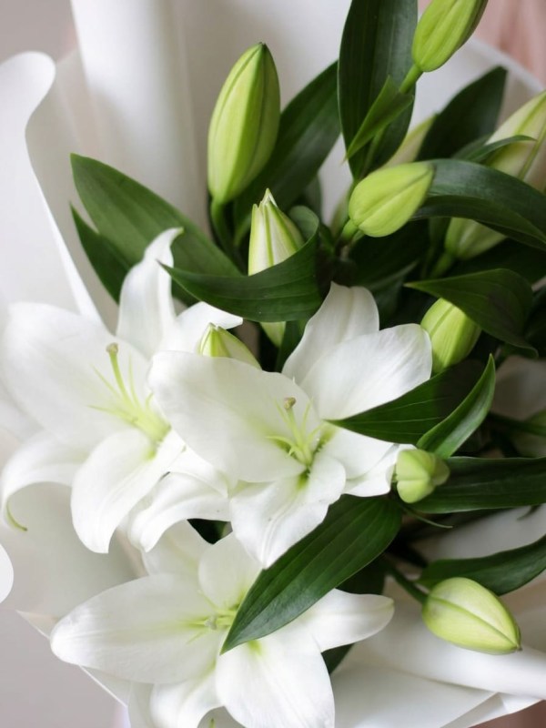 buket-belyh-liliy-v-svetloy-upakovke3