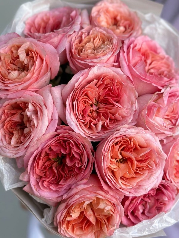 buket-iz-15-pionovidnyh-roz-pink-ekspreshn4
