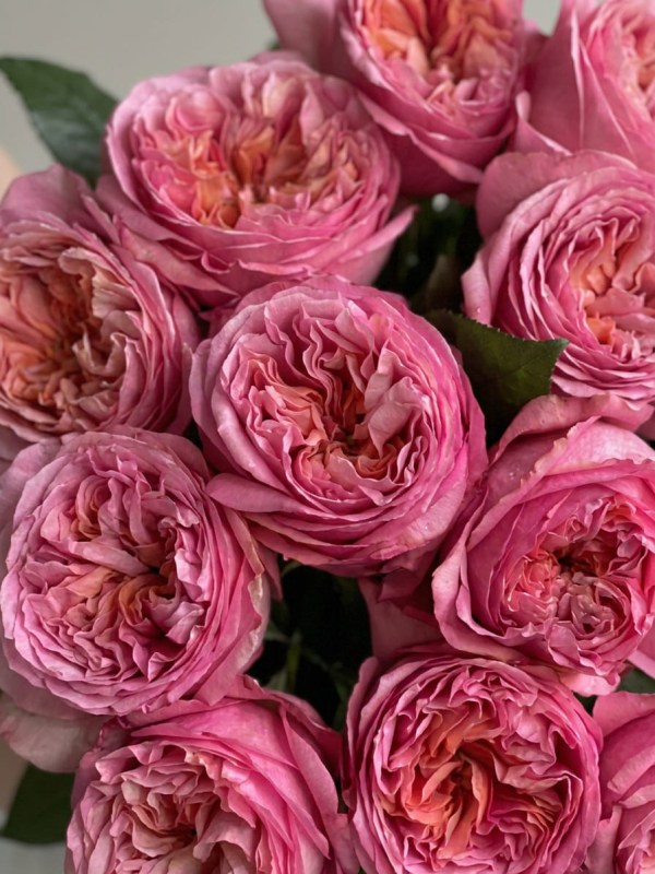 buket-iz-15-pionovidnyh-roz-pink-expression02