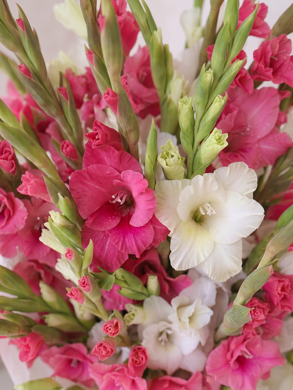 buket-iz-21-gladiolusa-rozovo-beliy2