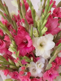 buket-iz-21-gladiolusa-rozovo-beliy2