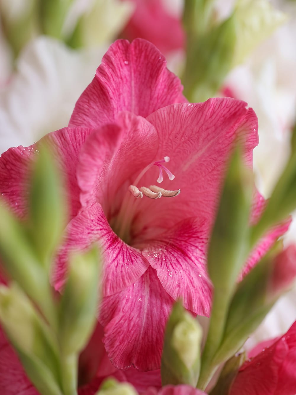 buket-iz-21-gladiolusa-rozovo-beliy3