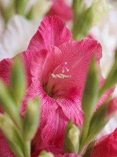 buket-iz-21-gladiolusa-rozovo-beliy3