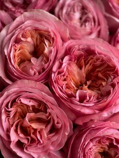 buket-iz-25-pionovidnyh-roz-pink-expression02
