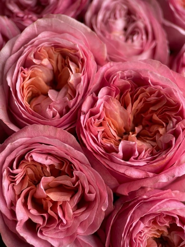 buket-iz-25-pionovidnyh-roz-pink-expression02