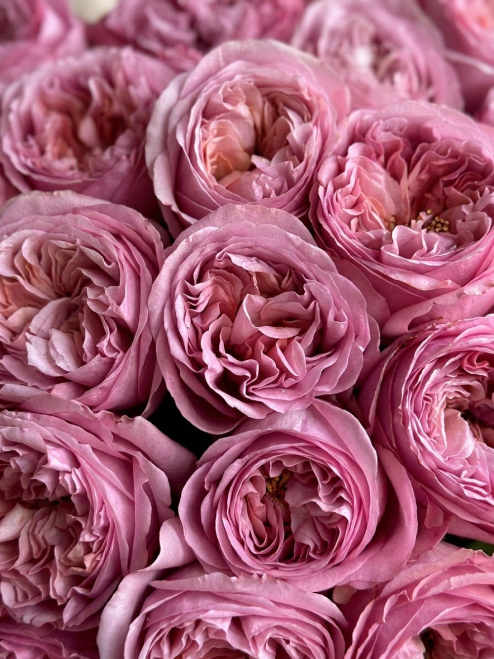buket-iz-25-pionovidnyh-roz-pink-expression2