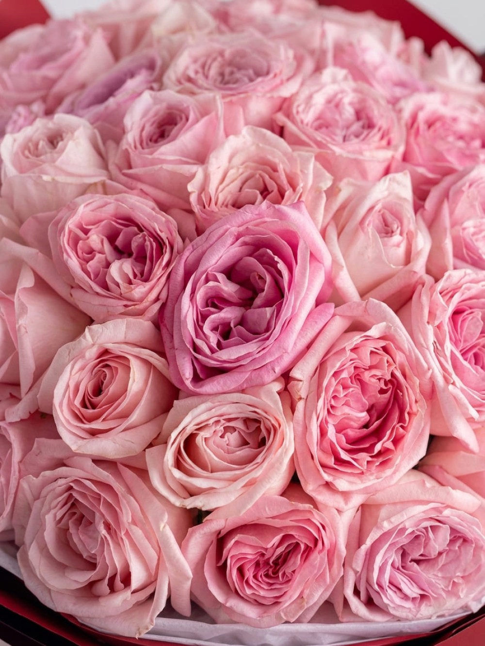 buket-iz-51-pionovidnoi-rozy-pink-ohara-premium1