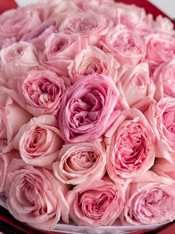 buket-iz-51-pionovidnoi-rozy-pink-ohara-premium1